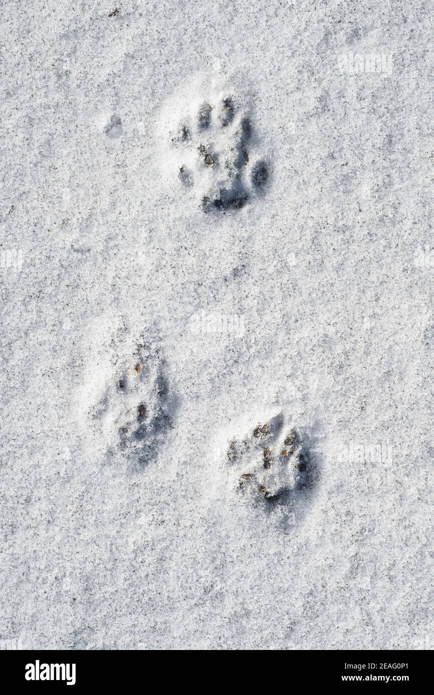 Close-up of footprints showing paw pads from European polecat (Mustela putorius) in the snow in winter Stock Photo