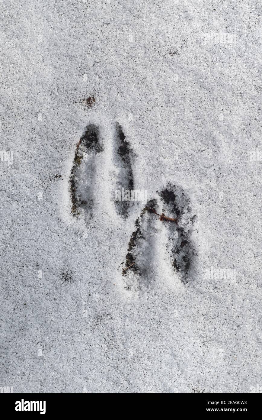 Closeup of footprints / hoof prints from roe deer (Capreolus capreolus) in the snow in winter
