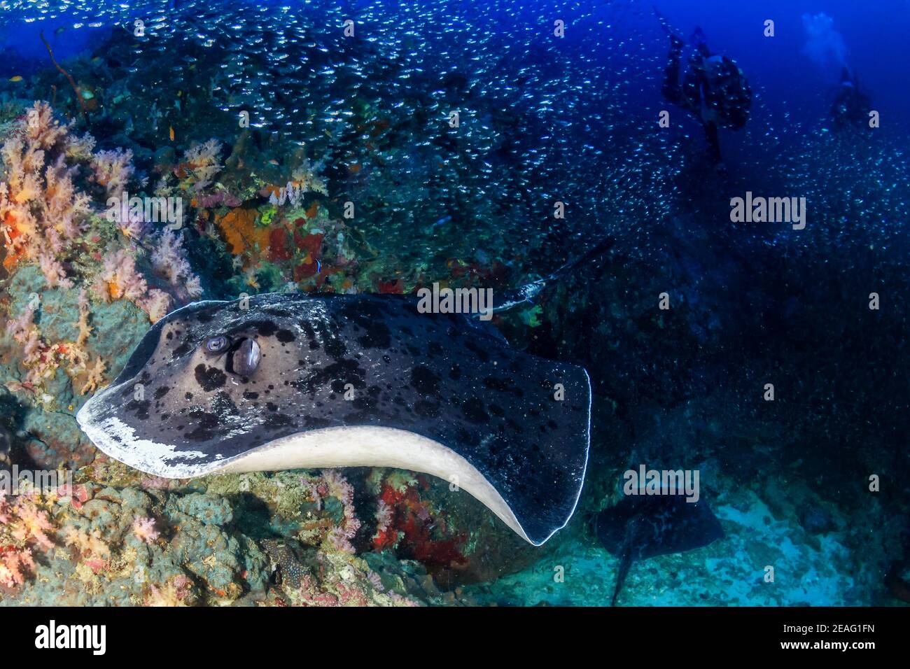 Huge Marble Ray on a tropical coral reef with background SCUBA divers. Stock Photo