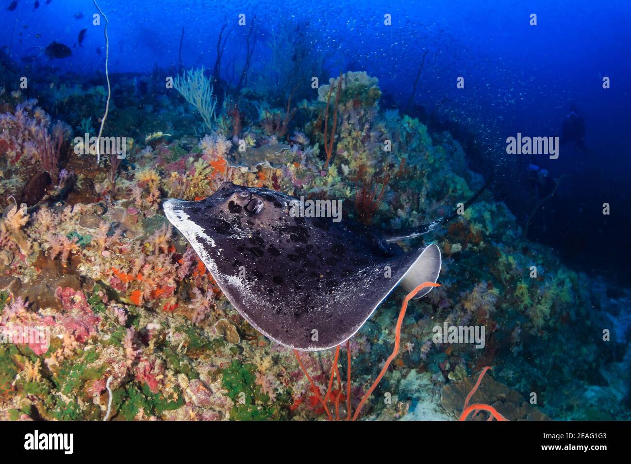 Huge Marble Ray (Taeniura meyeni)) on a colorful tropical coral reef in the Andaman Sea Stock Photo