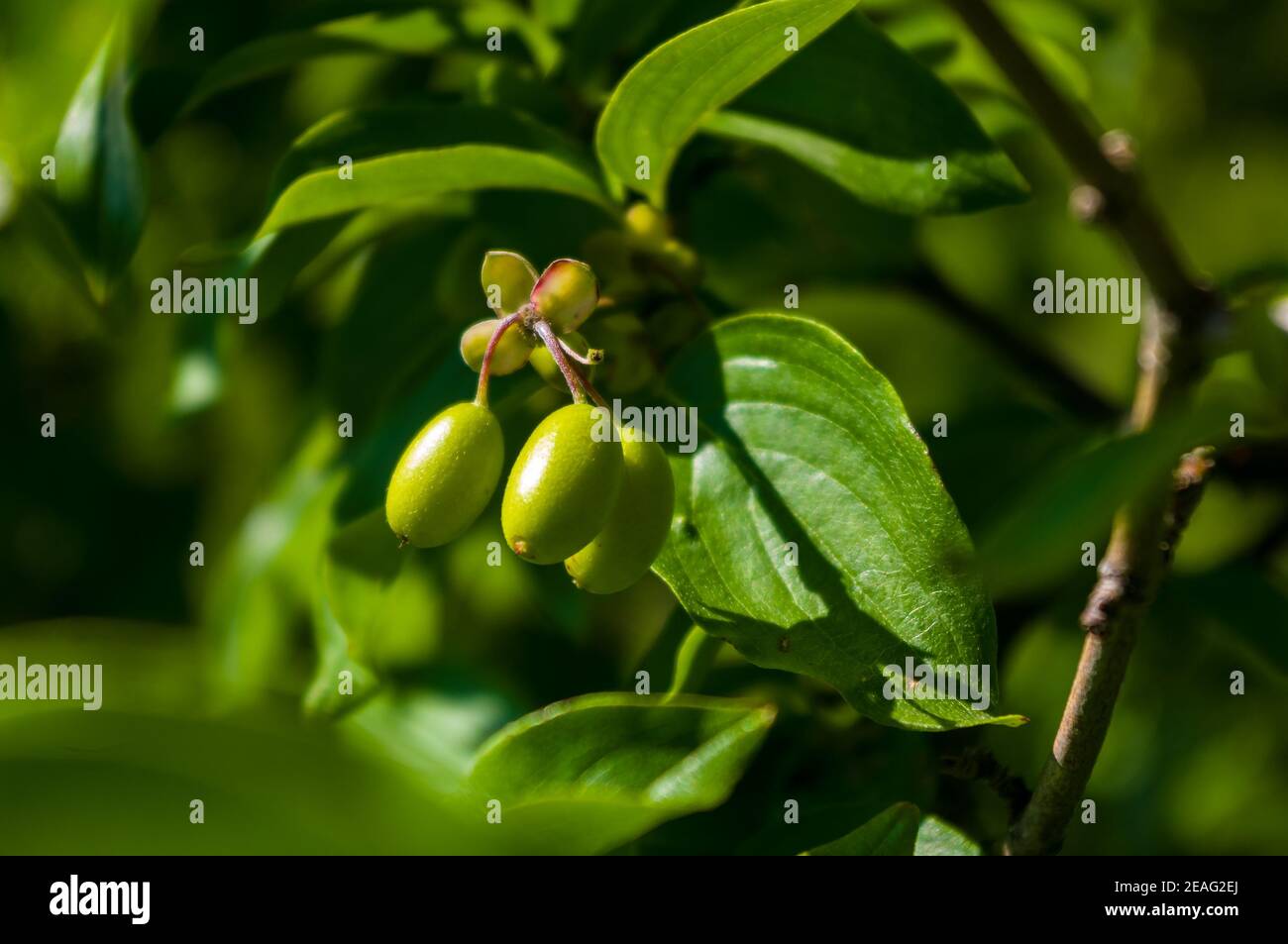 Large unripe green dogwood berries on a branch in early spring on a warm sunny day, bright beautiful background. Stock Photo