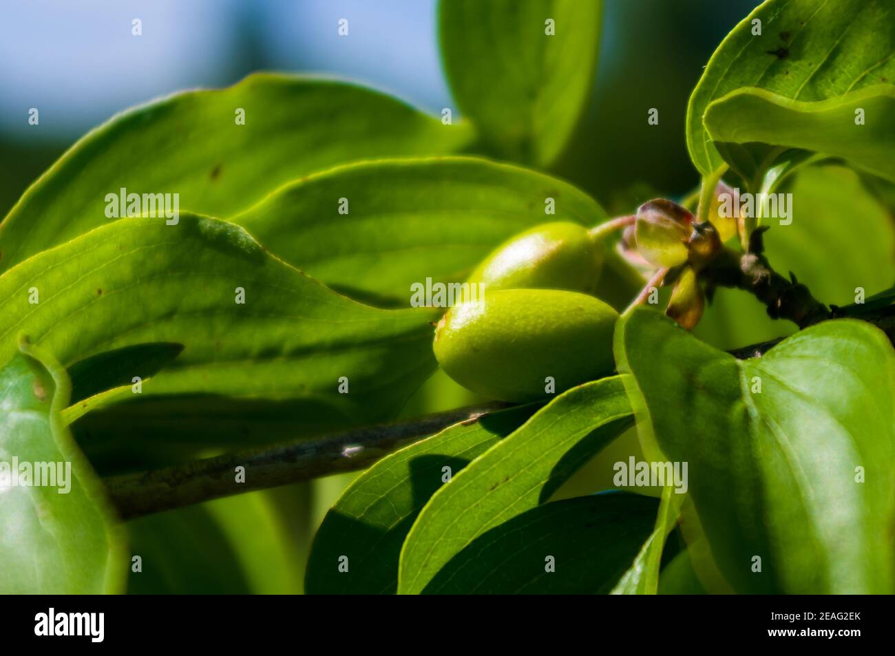 Large unripe green dogwood berries on a branch in early spring on a warm sunny day, bright beautiful background. Stock Photo