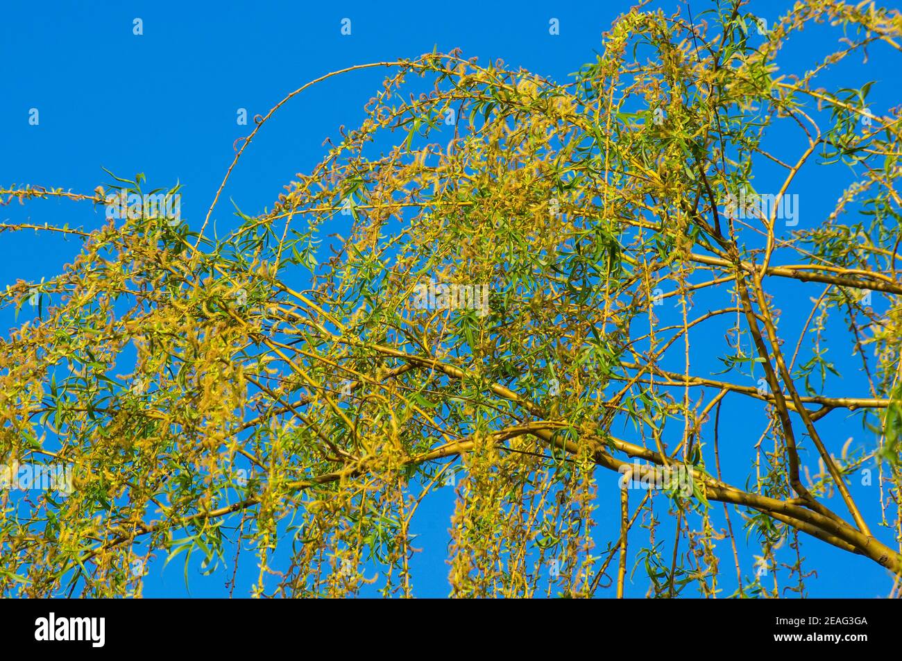 Flowering branches of a weeping willow with young leaves, salix ...