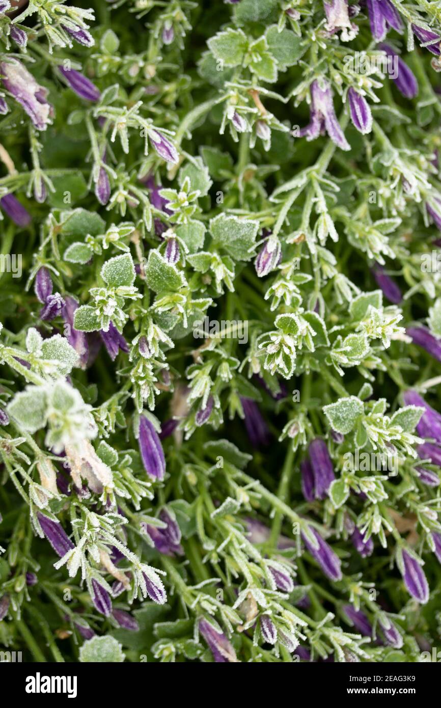 Flowering Campanula surviving severe winter frost, natural plant portrait Stock Photo