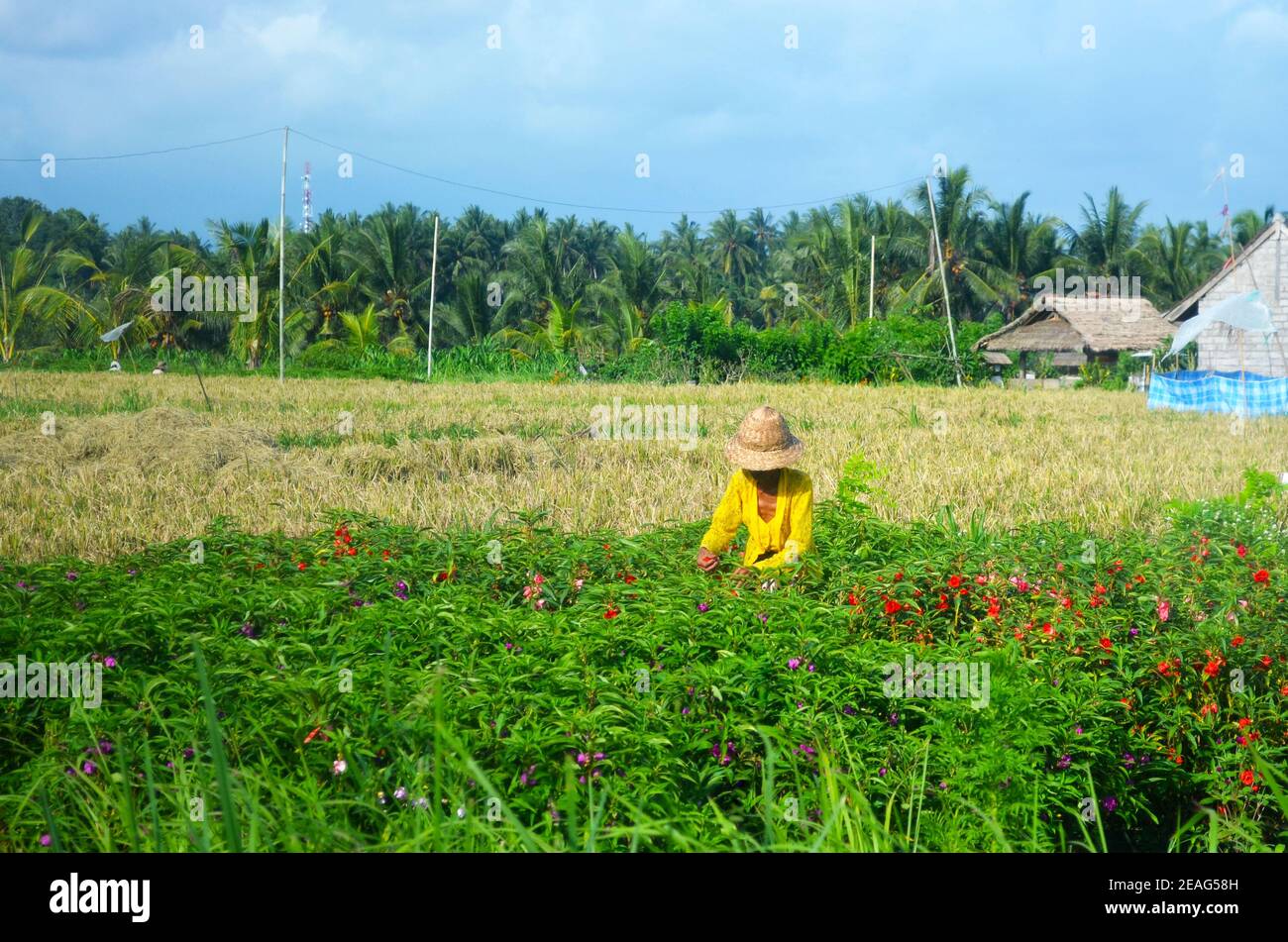 Man woman harvesting in a tropical plantation of rice or flowers. Stock Photo