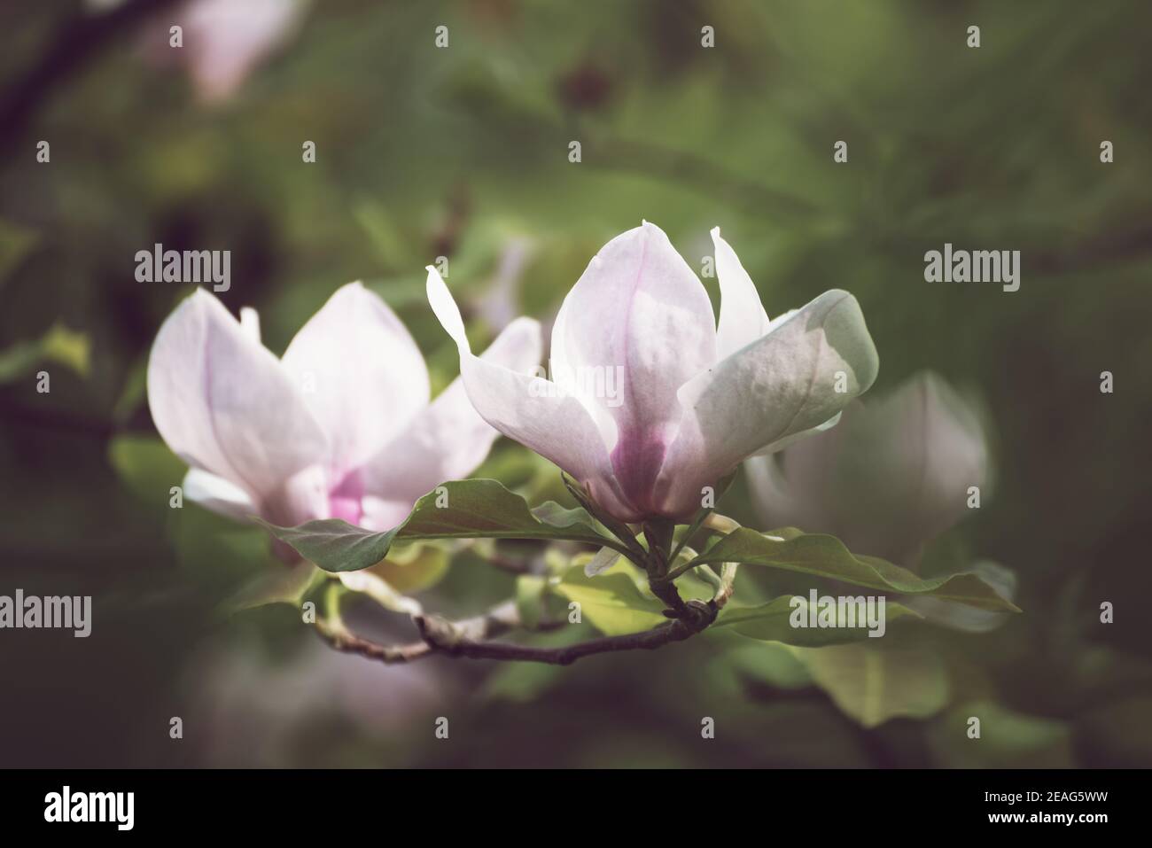 Blossoming of pink magnolia flowers with green leaves in spring time ...