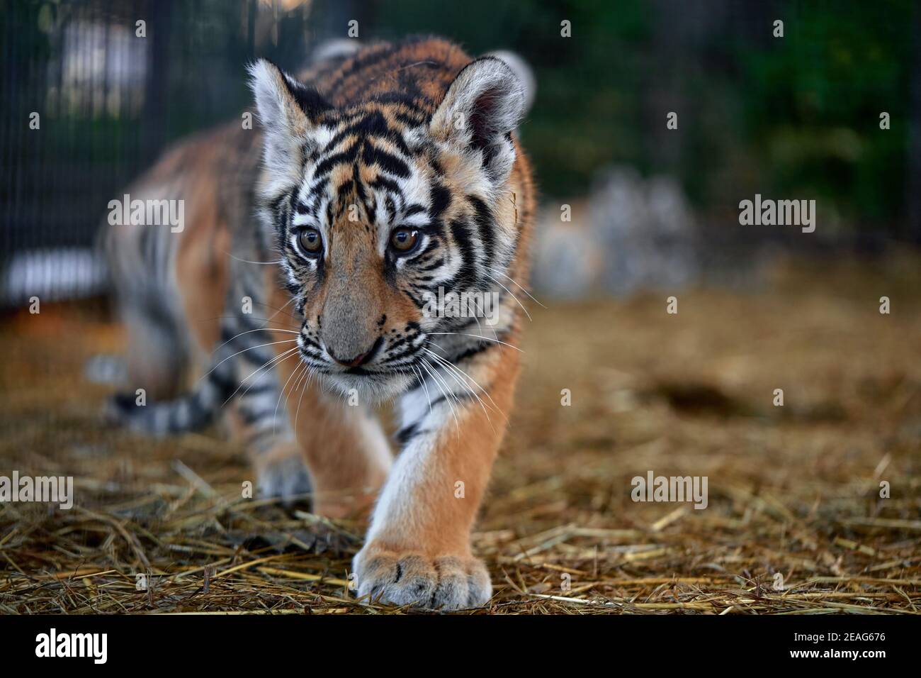 Download Pretty Tiger Cub Portrait Tiger Playing Around Panthera Tigris Stock Photo Alamy