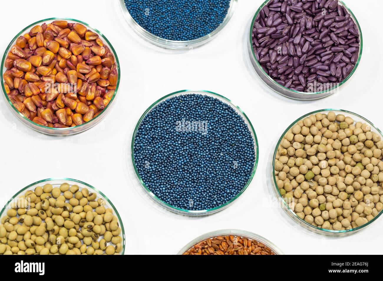 Colorful pesticide-treated rapeseed, sunflower, wheat, pea, soy, and corn seeds in a petri dish in the lab Stock Photo