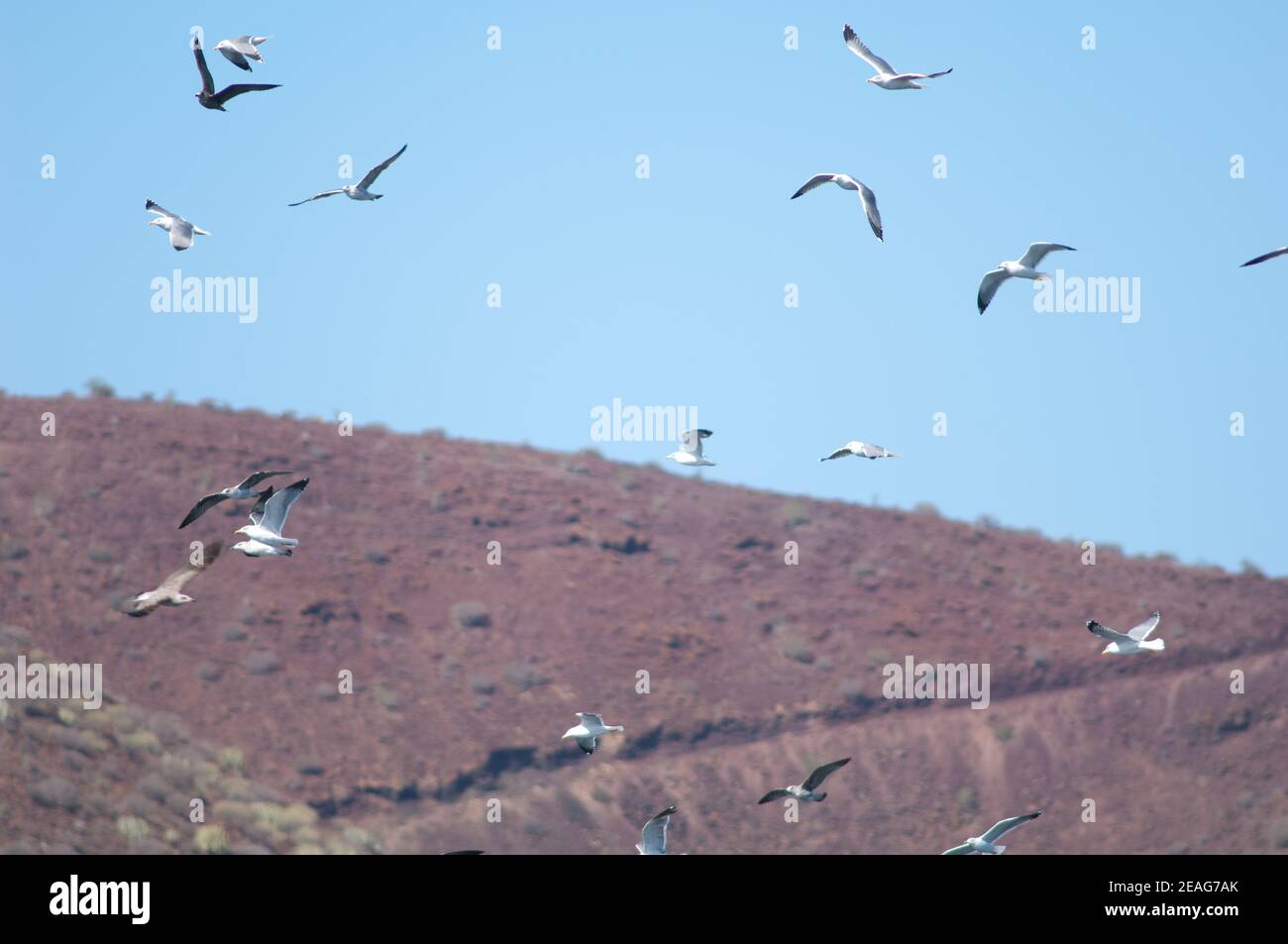 Atlantic gulls Larus michahellis atlantis in flight. El Fraile. Arona. Tenerife. Canary Islands. Spain. Stock Photo