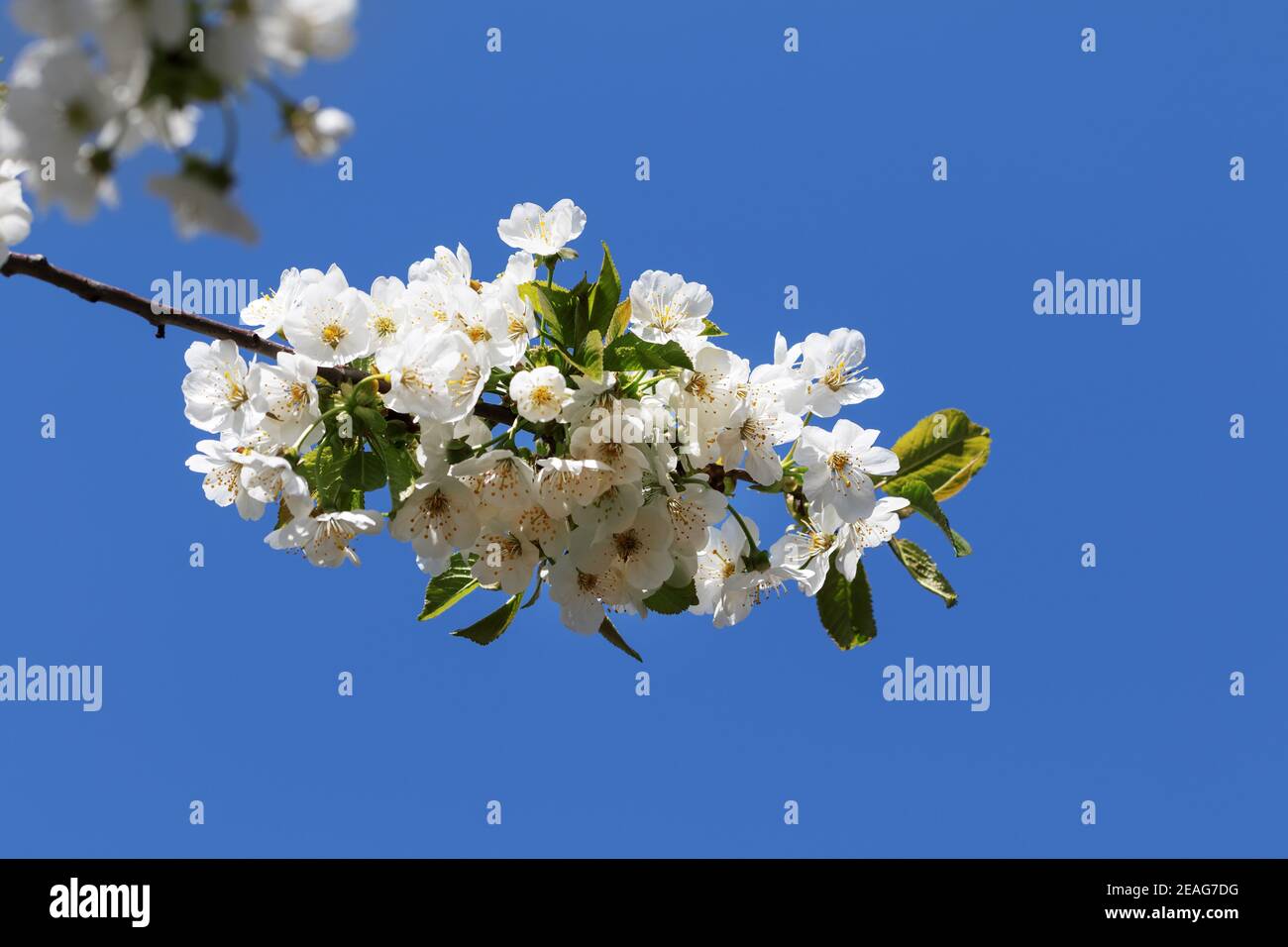 Sunlight blooming branch of fruit tree at sun day on blue background. Flowering plant in the rose family Rosaceae, genus Prunus. Wild cherry. Stock Photo