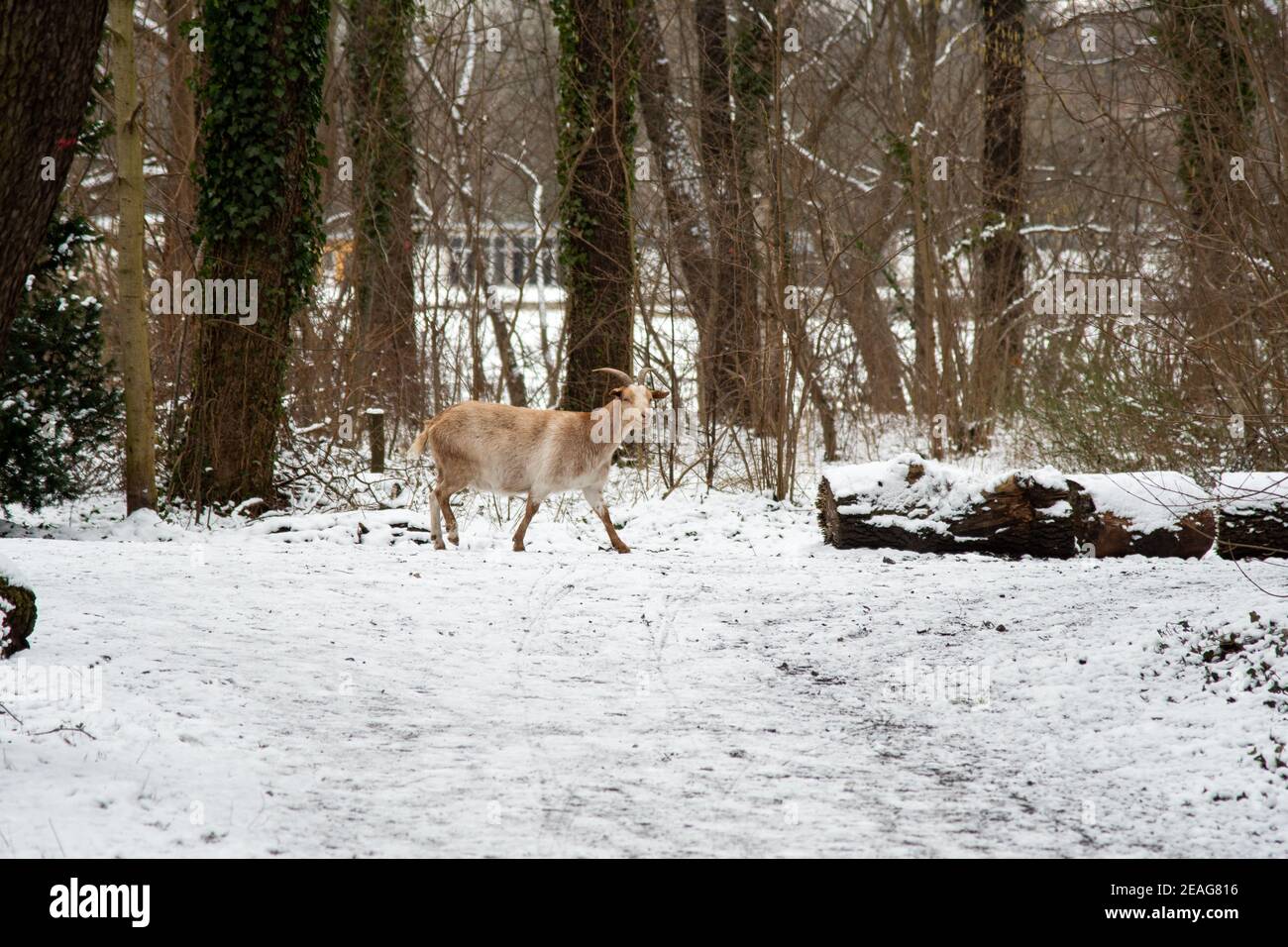 Goat going for a walk in snow in a Berlin park Stock Photo Alamy