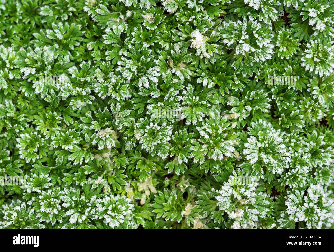 Alpine rockery plant covered in hoar frost Stock Photo Alamy