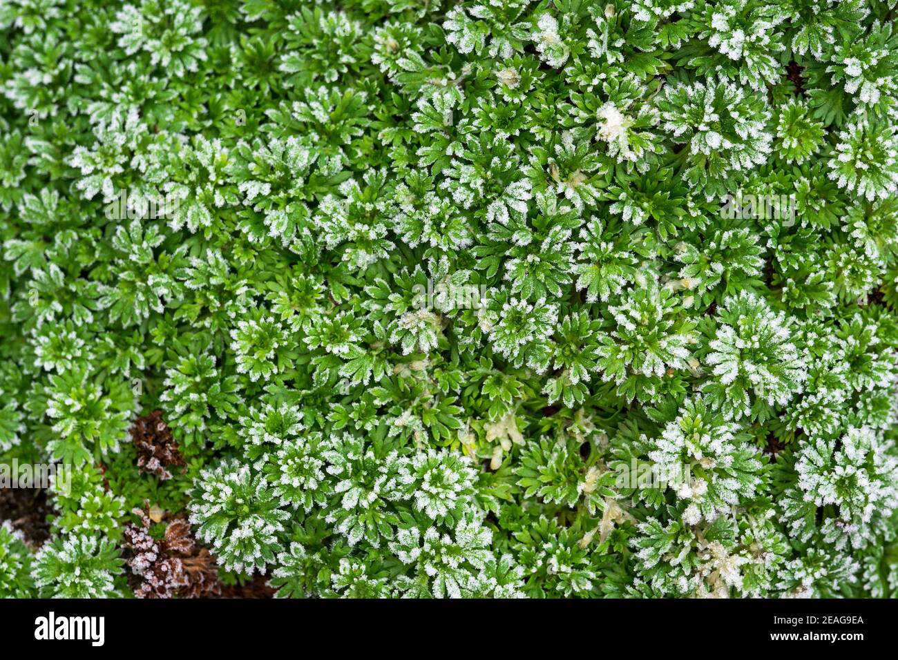 Alpine rockery plant covered in hoar frost Stock Photo Alamy