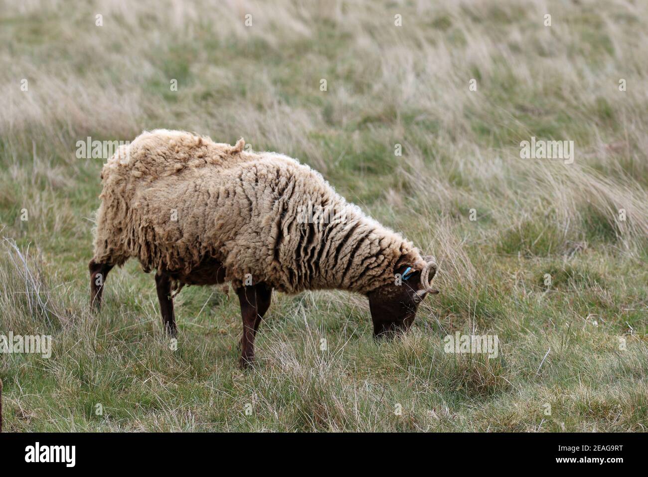 Manx Loaghtan ewe rare breed sheep with a dark brown head and legs, lighter brown coat and curled horns grazing on a rough grass meadow. Stock Photo