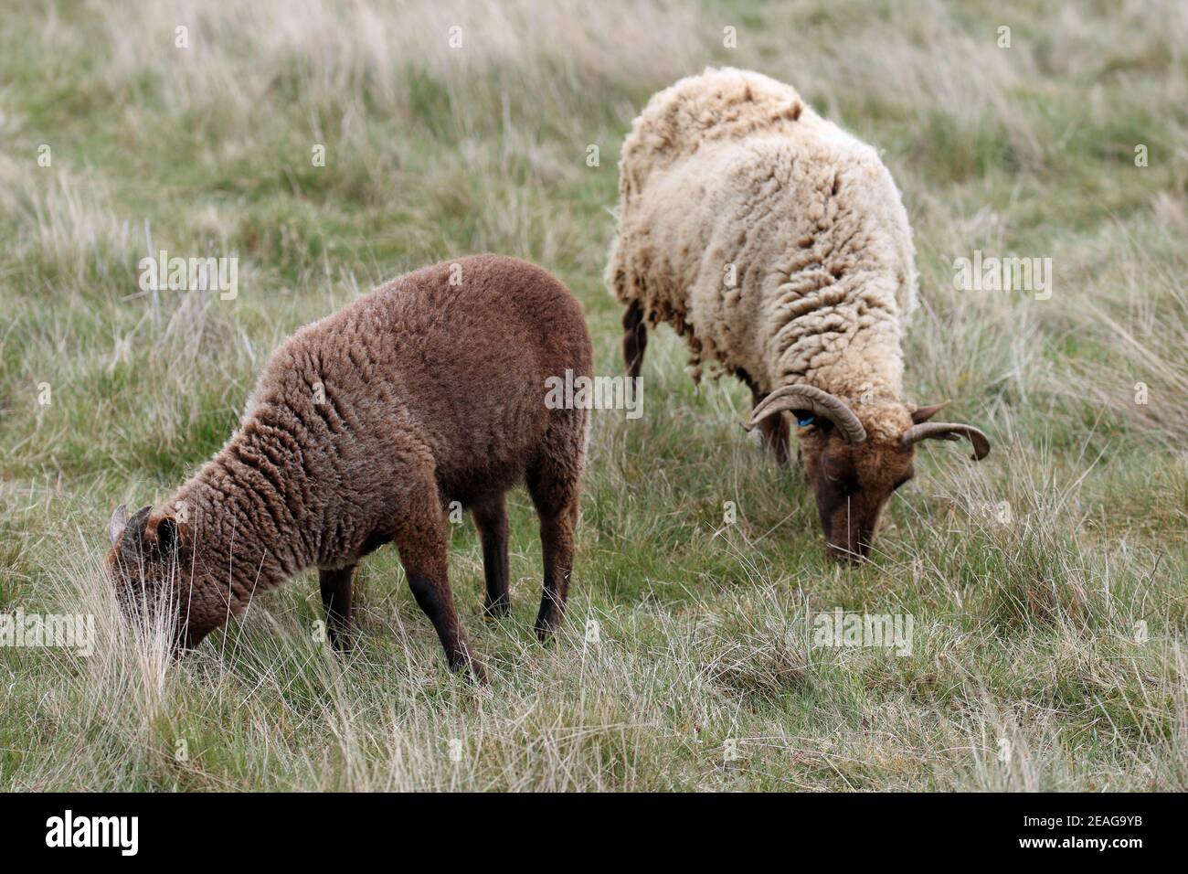 Manx Loaghtan ewe rare breed sheep with dark brown head, legs, lighter brown coat, curled horns with a dark brown lamb grazing on a rough grass field. Stock Photo