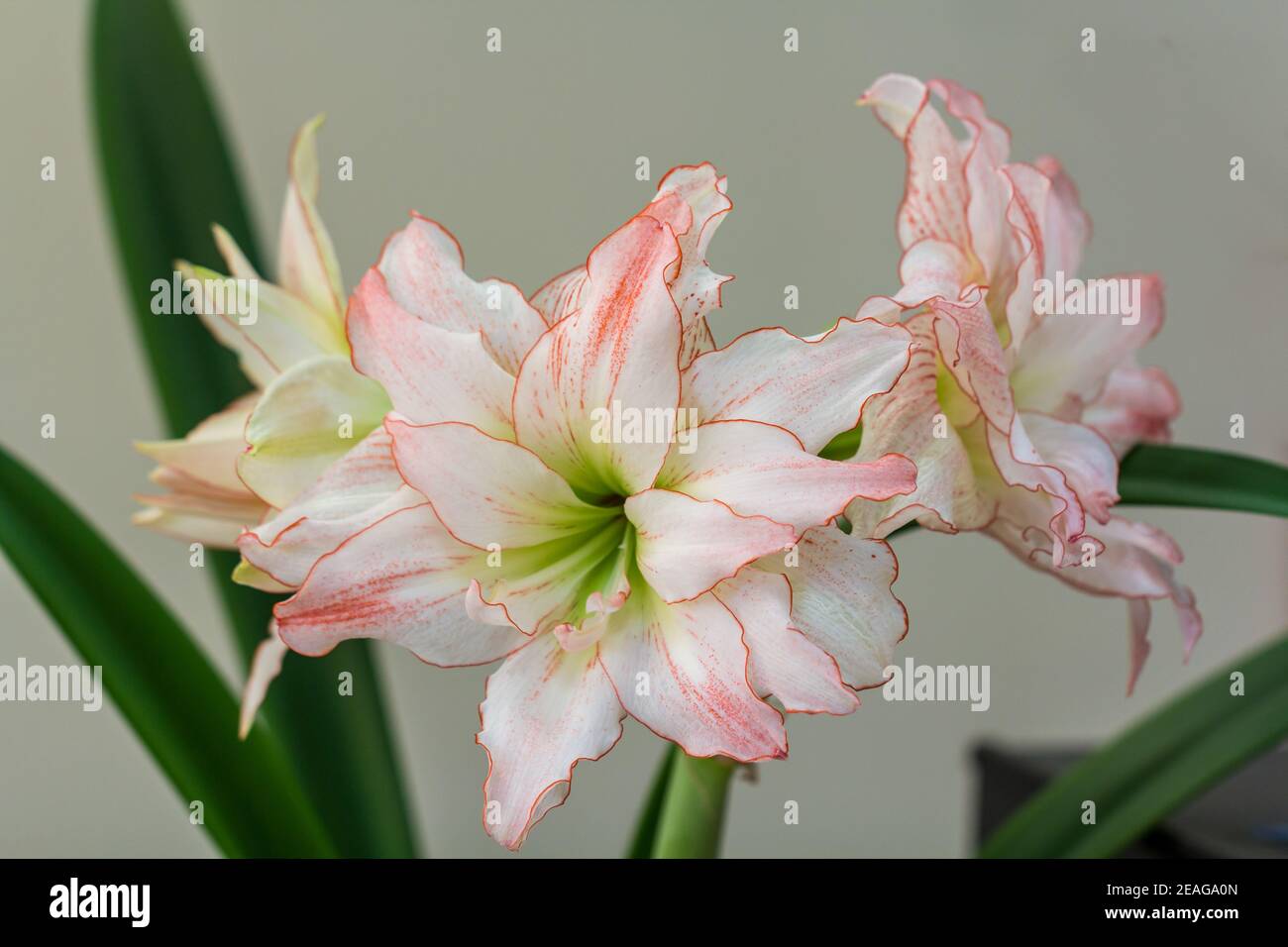 Hippeastrum Amaryllis Aphrodite double flowering close up  Stock Photo