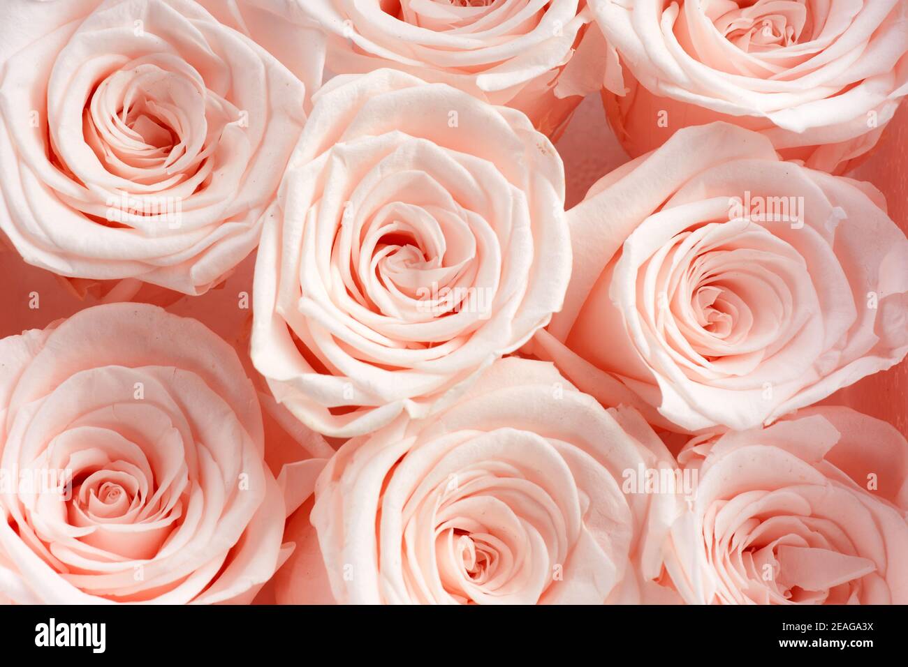 Beautiful pink roses background. Top view. Pastel color style Stock Photo -  Alamy