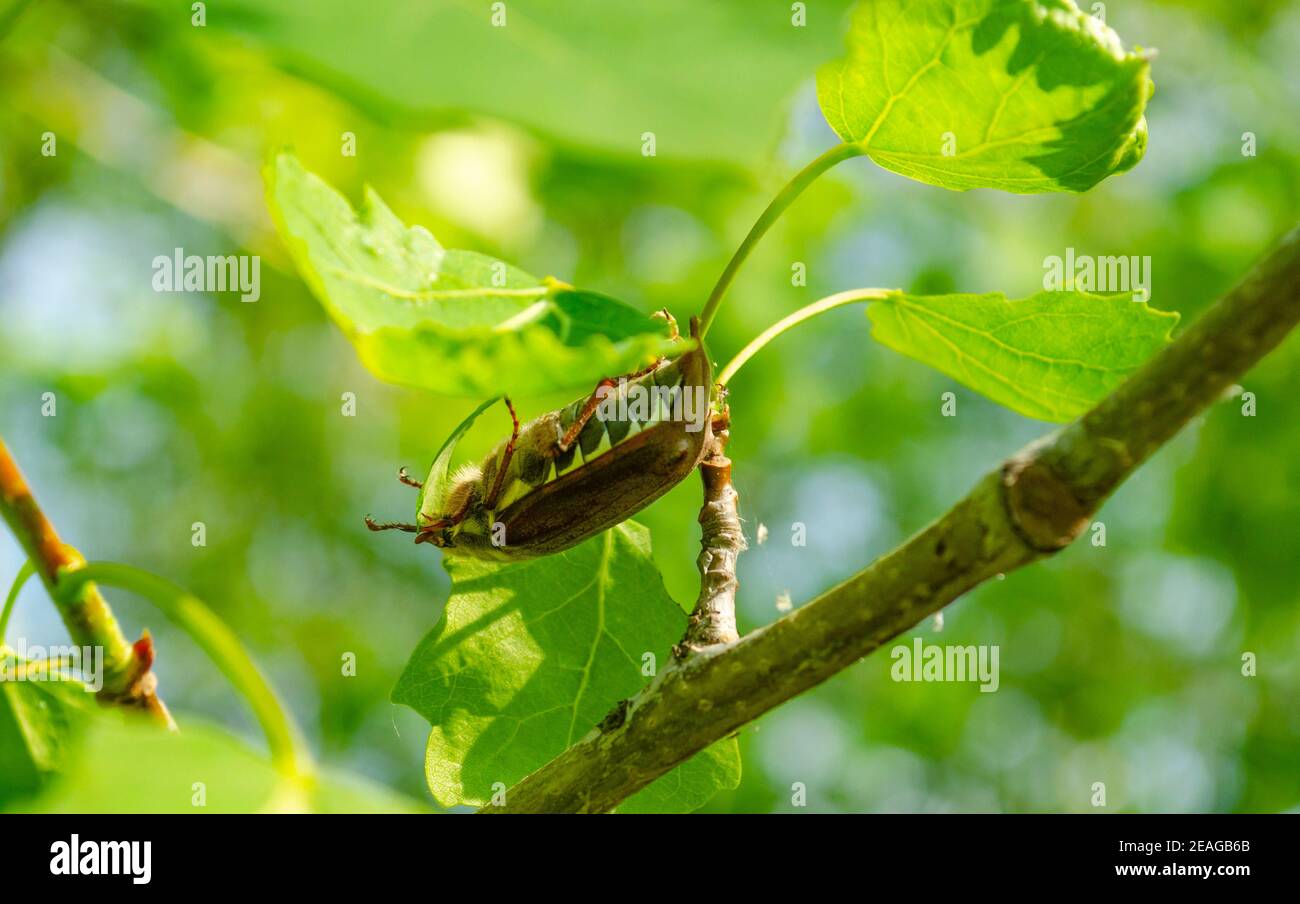 European chafer beetle on a green leaf closeup side macro photo, old hairy beetle looking for food, bokeh background. Stock Photo