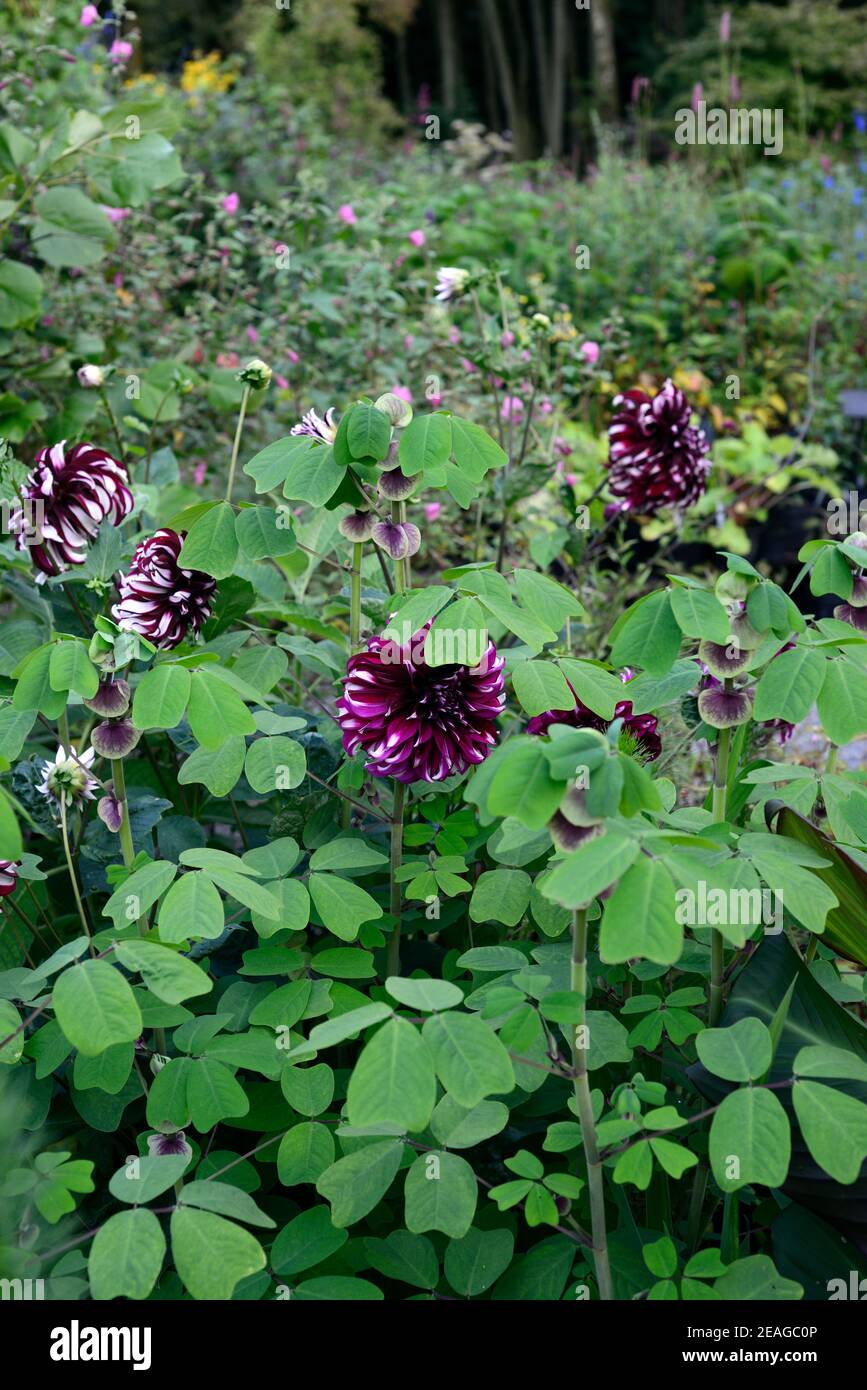 dahlia tartan,amicia zygomeris,dahlias,dinnerplate dahlia,purple white dahlia flowers,mixed border,mixed planting scheme,RM Floral Stock Photo