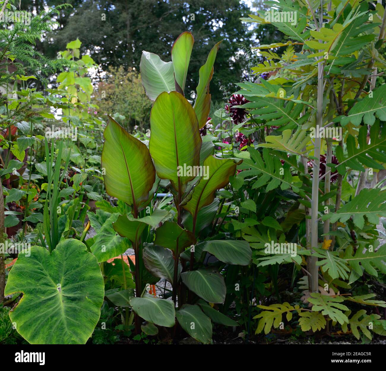 bocconia frutescens,ensete,colocasia,leaves,foliage,tropical planting,mixed tropical plants,tropical garden,foliage garden,RM Floral Stock Photo