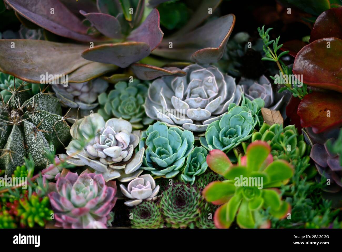mixed succulents and cacti,succulent garden,cactus garden,mixed succulent and cactus,Bocconia frutescens,,echeveria,aeonium,flowers,echeverias,succule Stock Photo