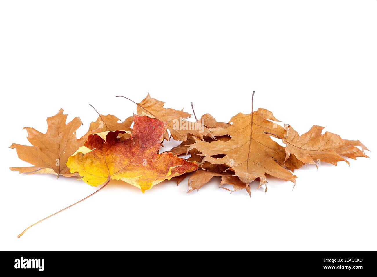 Dry oak and maple leaves isolated on white background Stock Photo - Alamy