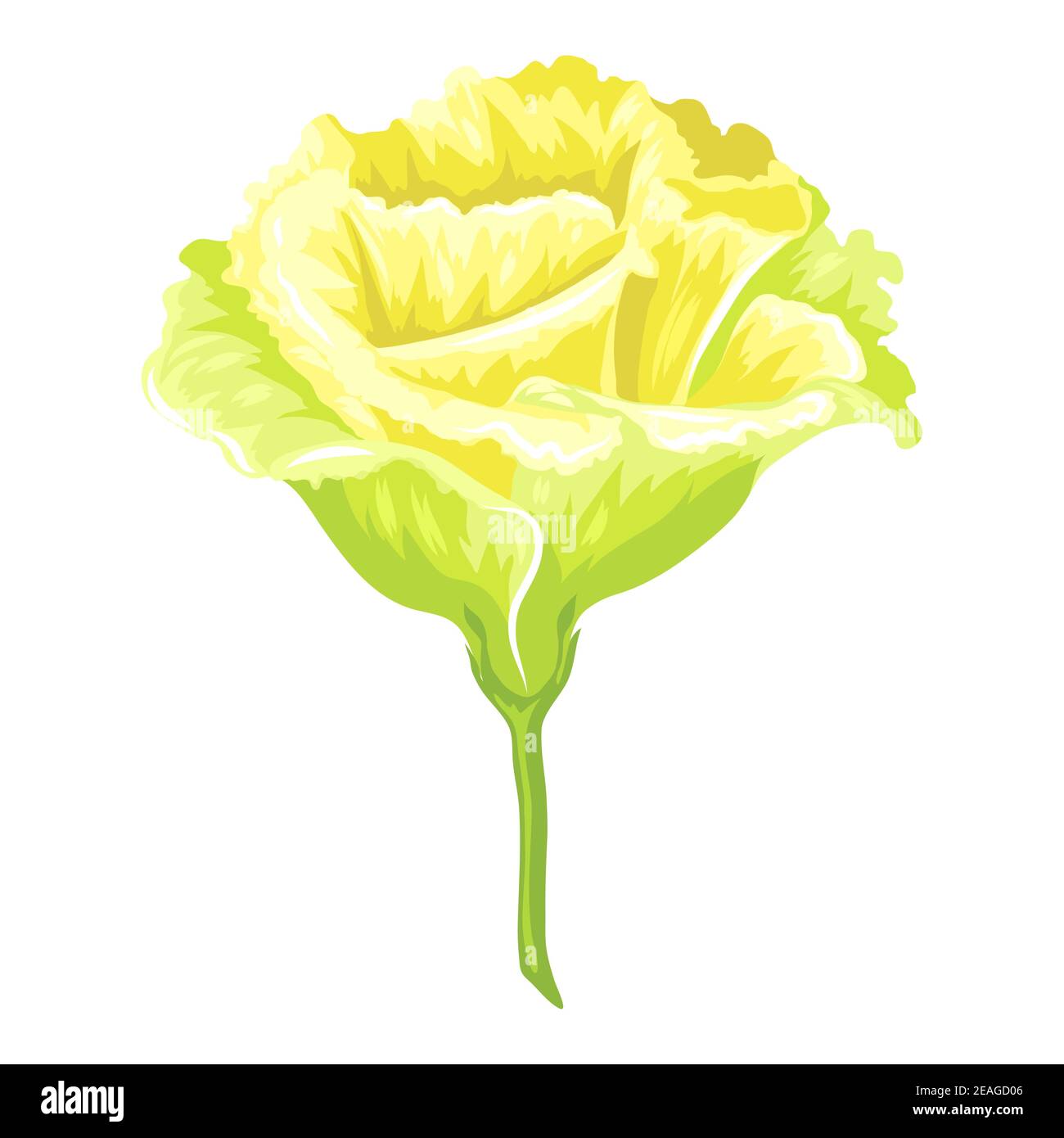 Illustration of blooming carnation flower Stock Vector Image & Art - Alamy