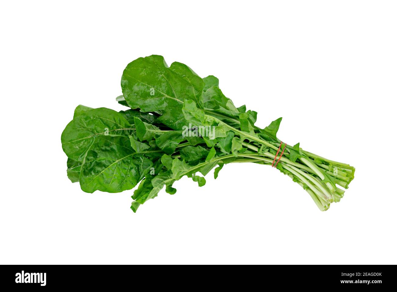 fresh bunch of green arugula rocket leaves isolated on a white Stock Photo