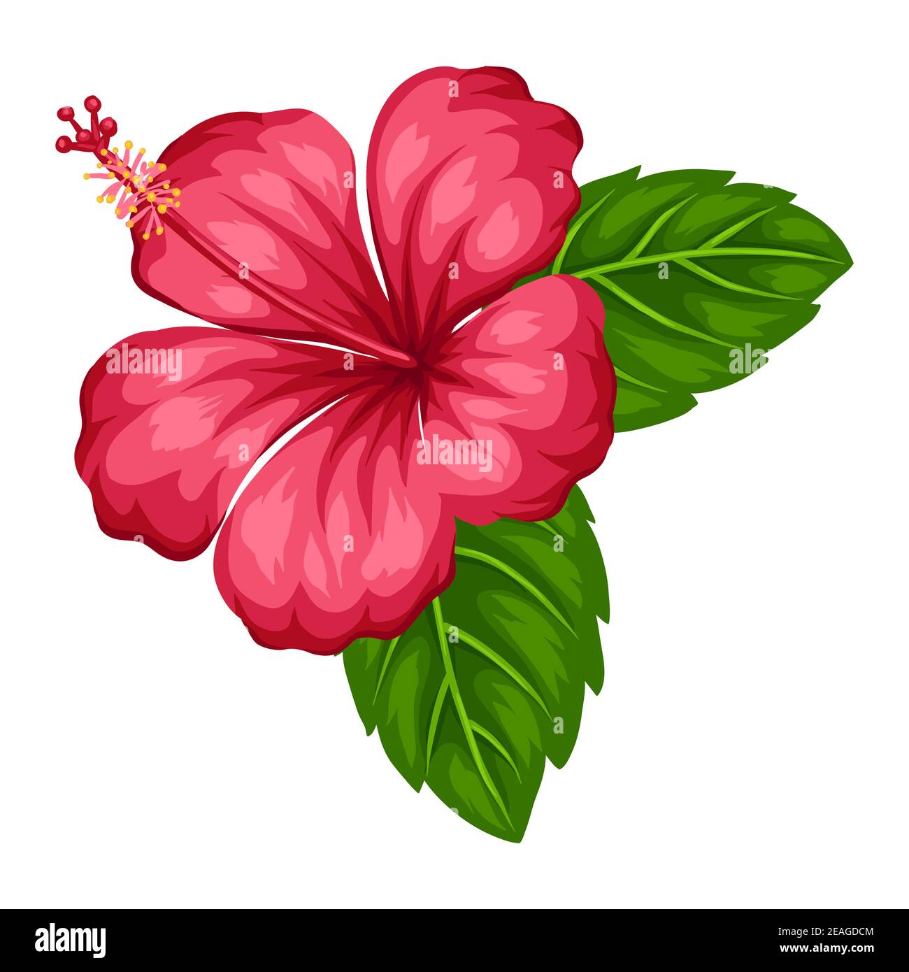 Illustration of tropical hibiscus flower. Stock Vector