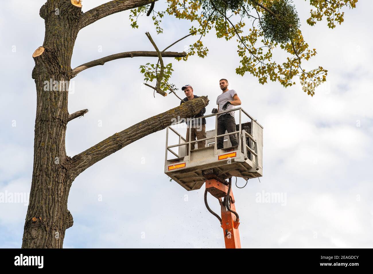 Two service workers cutting down big tree branches with chainsaw from high  chair lift crane platform. Deforestation and gardening concept Stock Photo  - Alamy