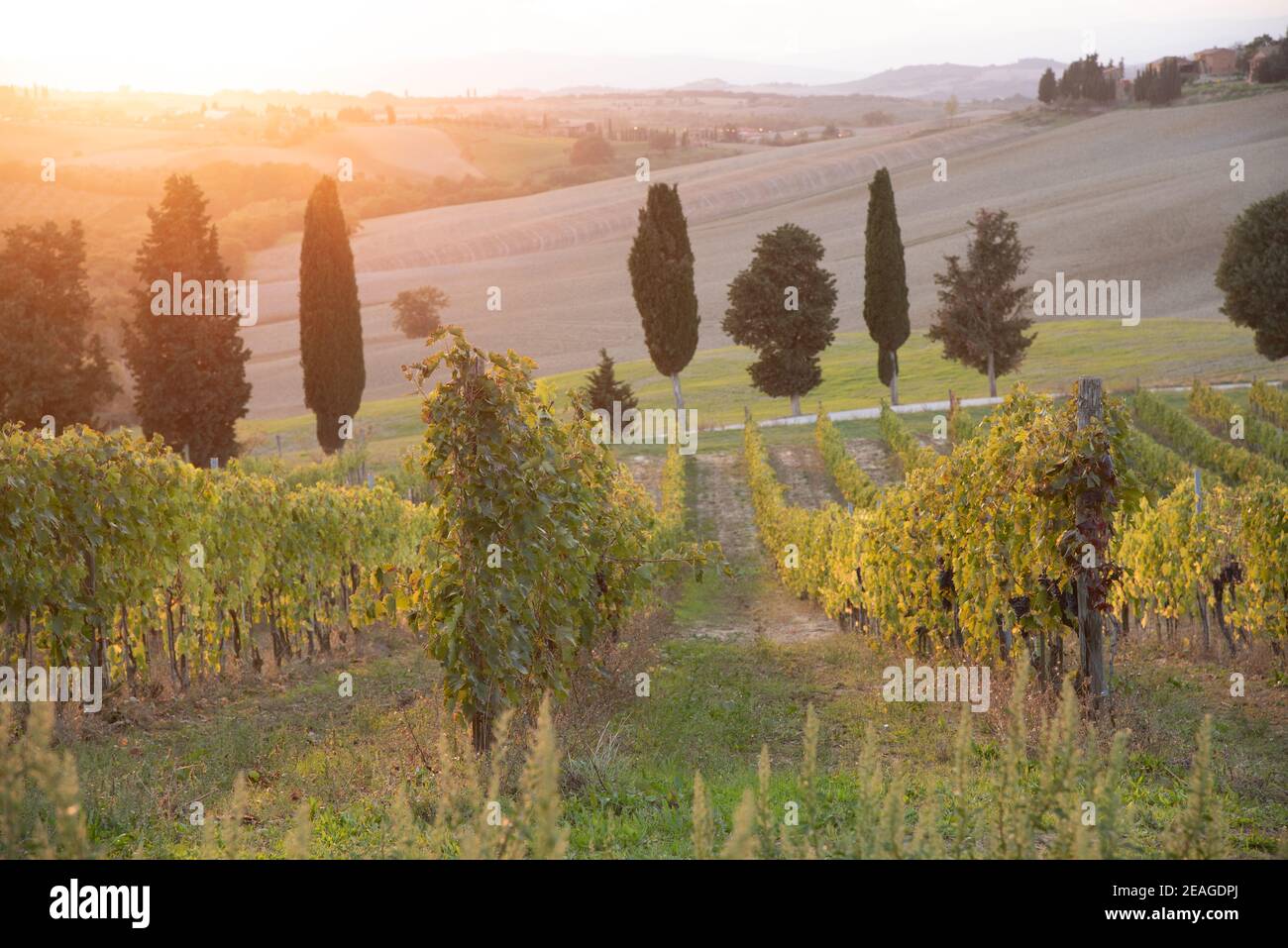 Beautiful view over vineyards in Tuscany - enjoy traveling Stock Photo