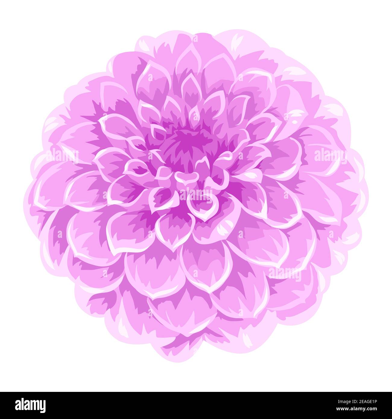 Illustration of blooming aster flower Stock Vector Image & Art - Alamy