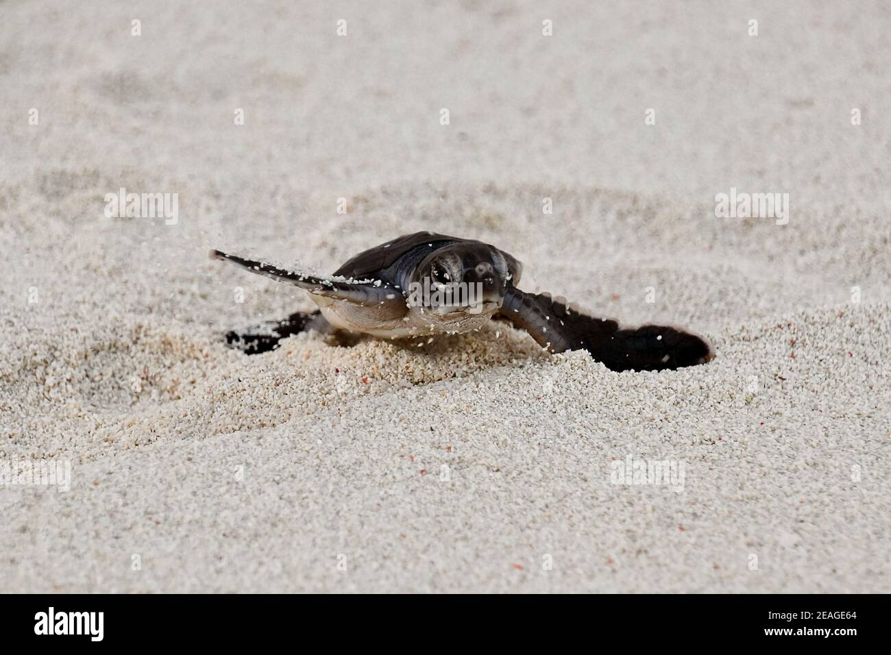 Green Sea Turtle Hatchling Stock Photo - Alamy