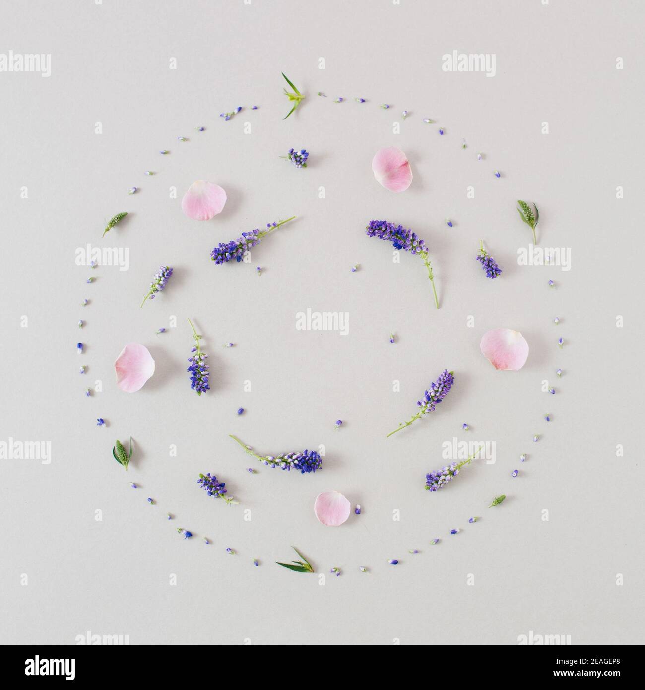 Creative  composition made with pink and blue  flowers on pastel gray  background. Flat lay. Spring, summer,  Easter minimal concept. Stock Photo