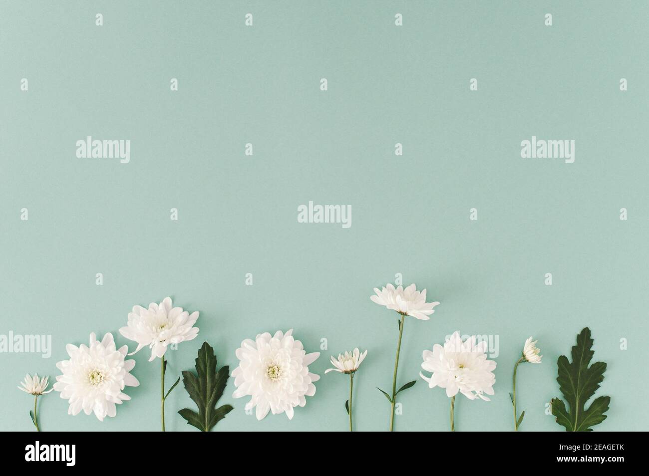 Creative  layout made with bright bloom white  flowers  on the soft blue background. Minimal nature  concept. Stock Photo