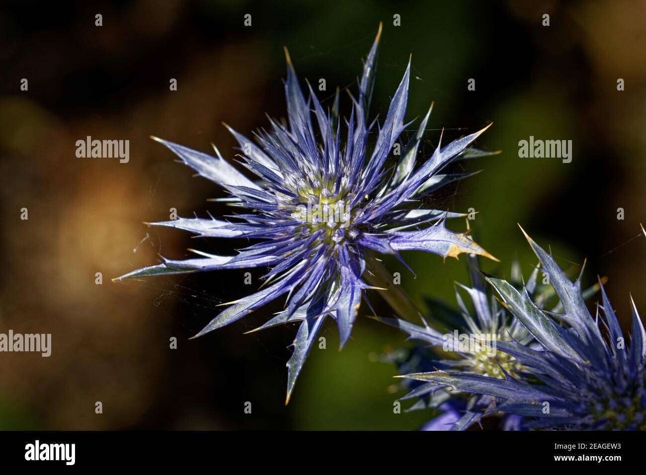 Eryngium is a genus of flowering plants in the family Apiaceae. There are about 250 species. The genus has a cosmopolitan distribution. Stock Photo