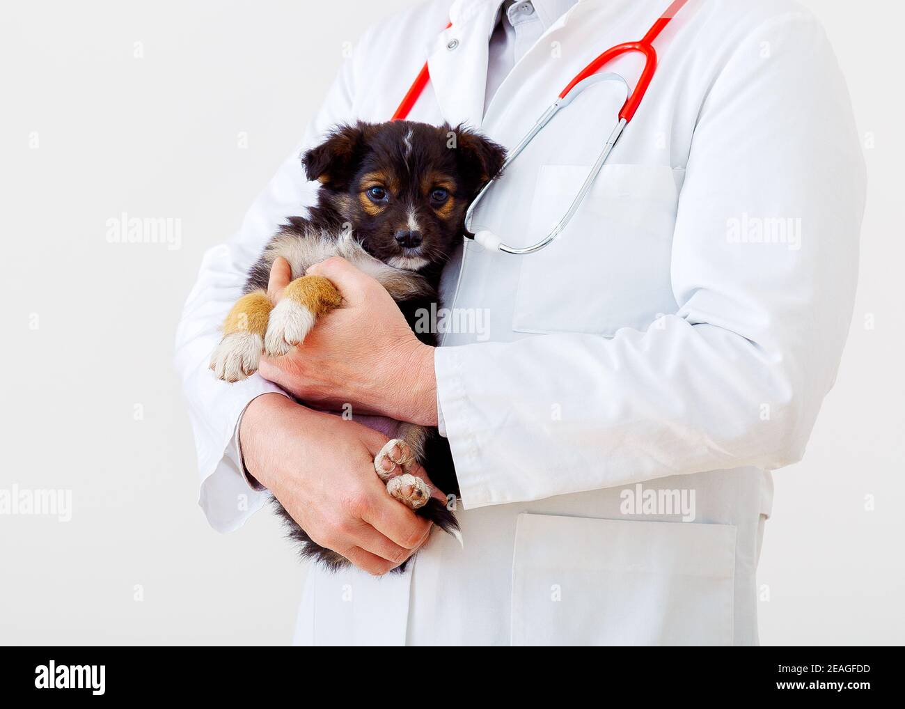 Dog vet check up. Puppy in doctor hands veterinary clinic. Vet doctor holding black puppy to check health, mammal animal pets. Vet doctor with Stock Photo