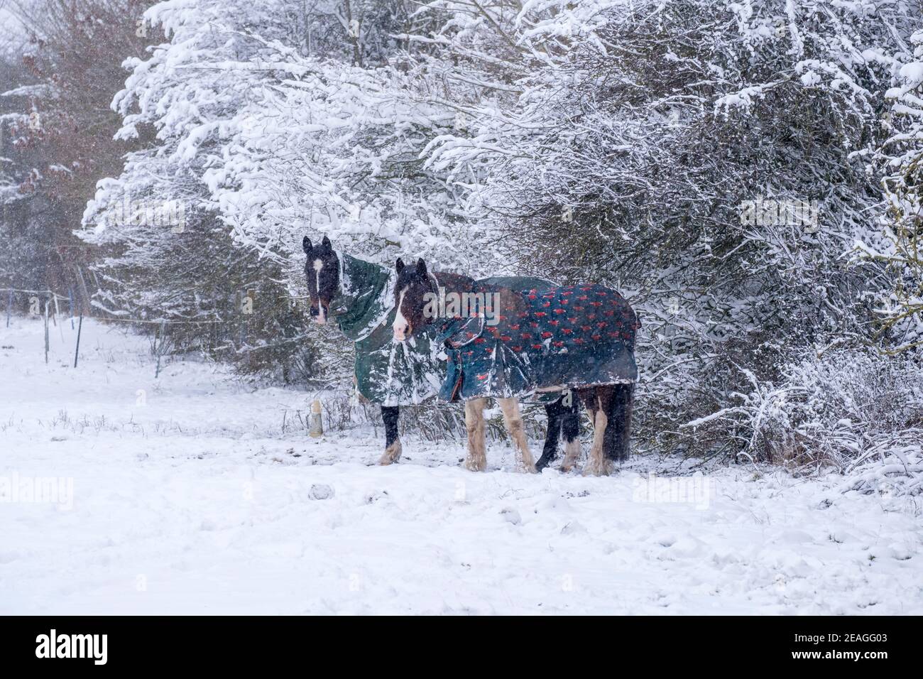 Two horses in  the cold and snow. Winter in Suffolk, UK. Stock Photo