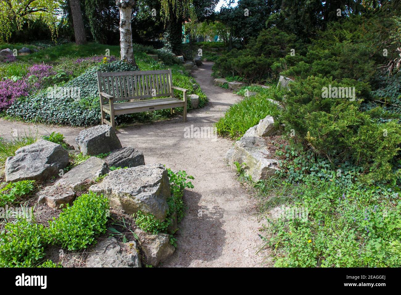 Veronica teucrium and other plants and stones   on  small slope  in garden next to Karl Foerster  house in Potsdam, Berlin area Stock Photo