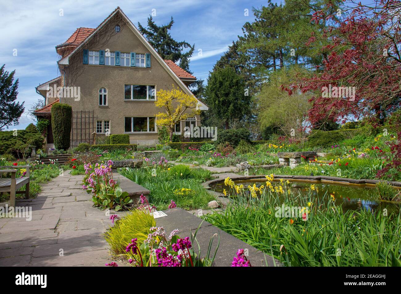 Amazing purple flowers pulsatilla patens next to Karl Foerster house in Potsdam , Berlin area. Lovely springtime day (April) Stock Photo