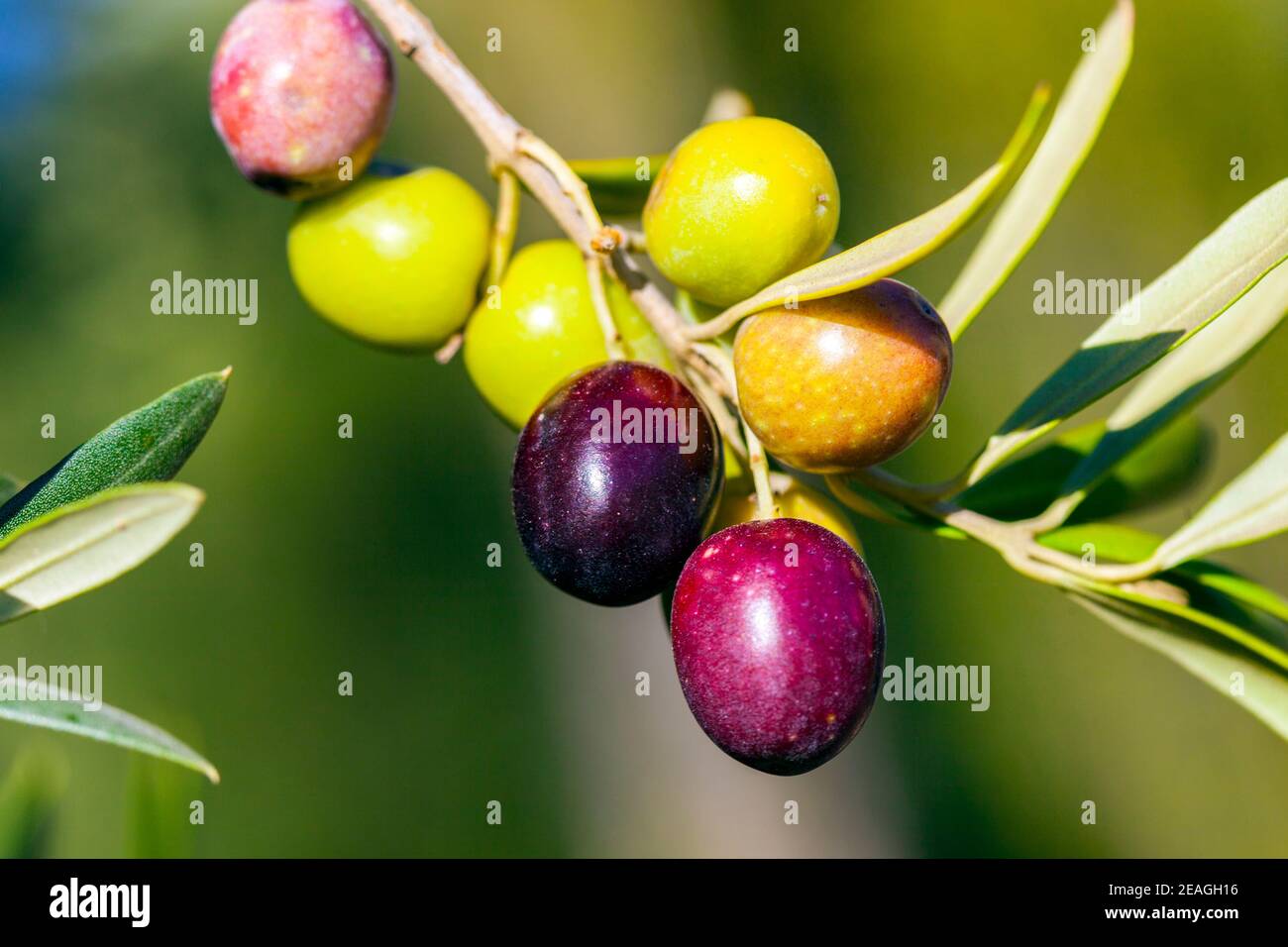 Branch of olive tree with fruits and leaves Stock Photo - Alamy