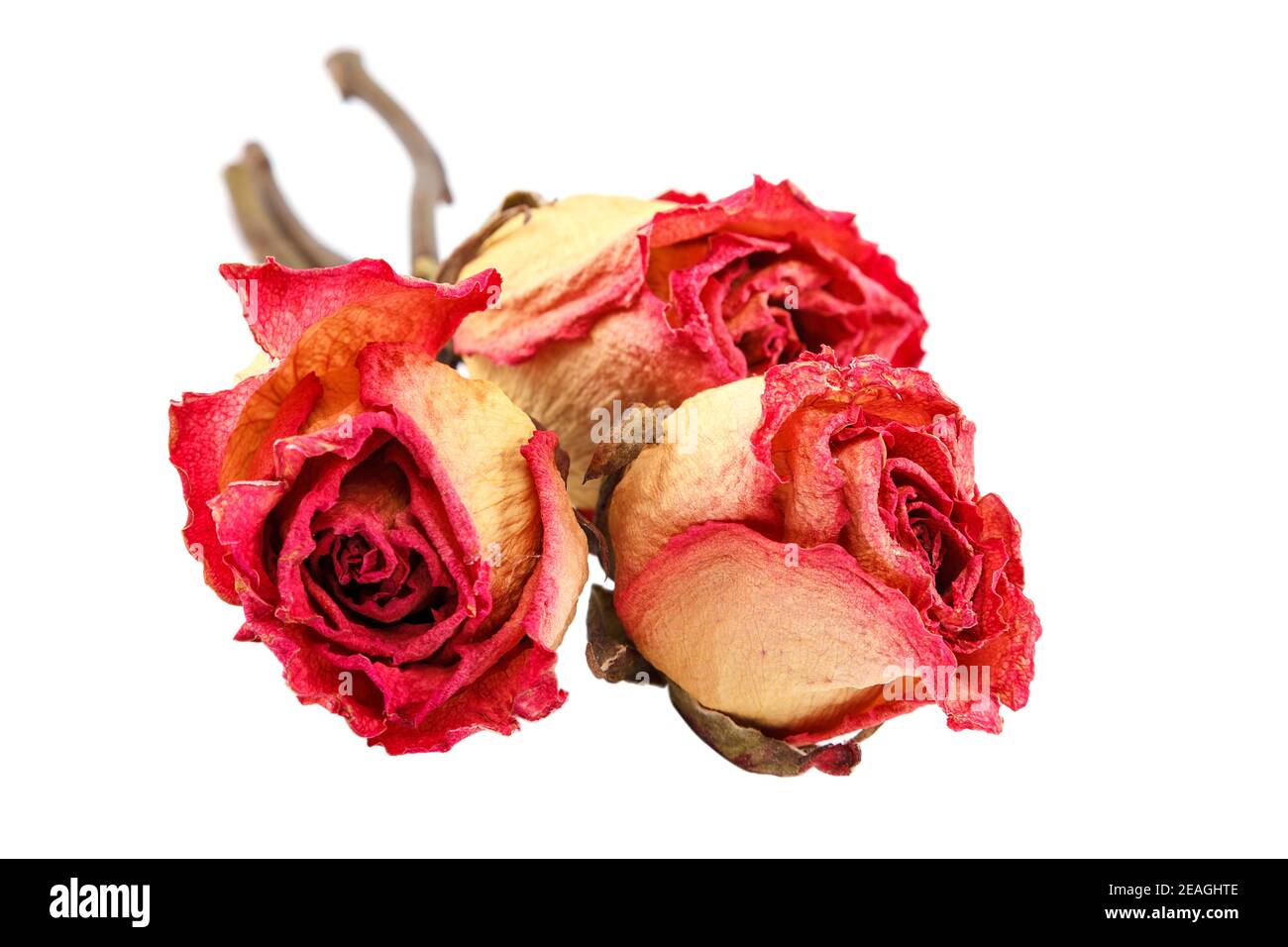 Dried rose flowers isolated on white background Stock Photo - Alamy