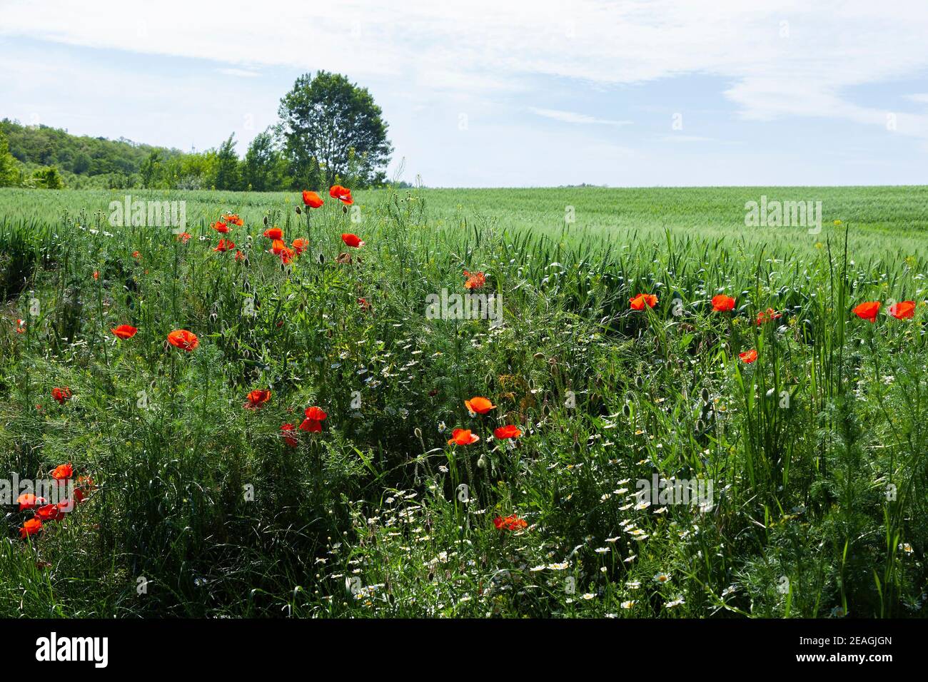 Red poppies grow at the edge of a field of unripe wheat Stock Photo - Alamy
