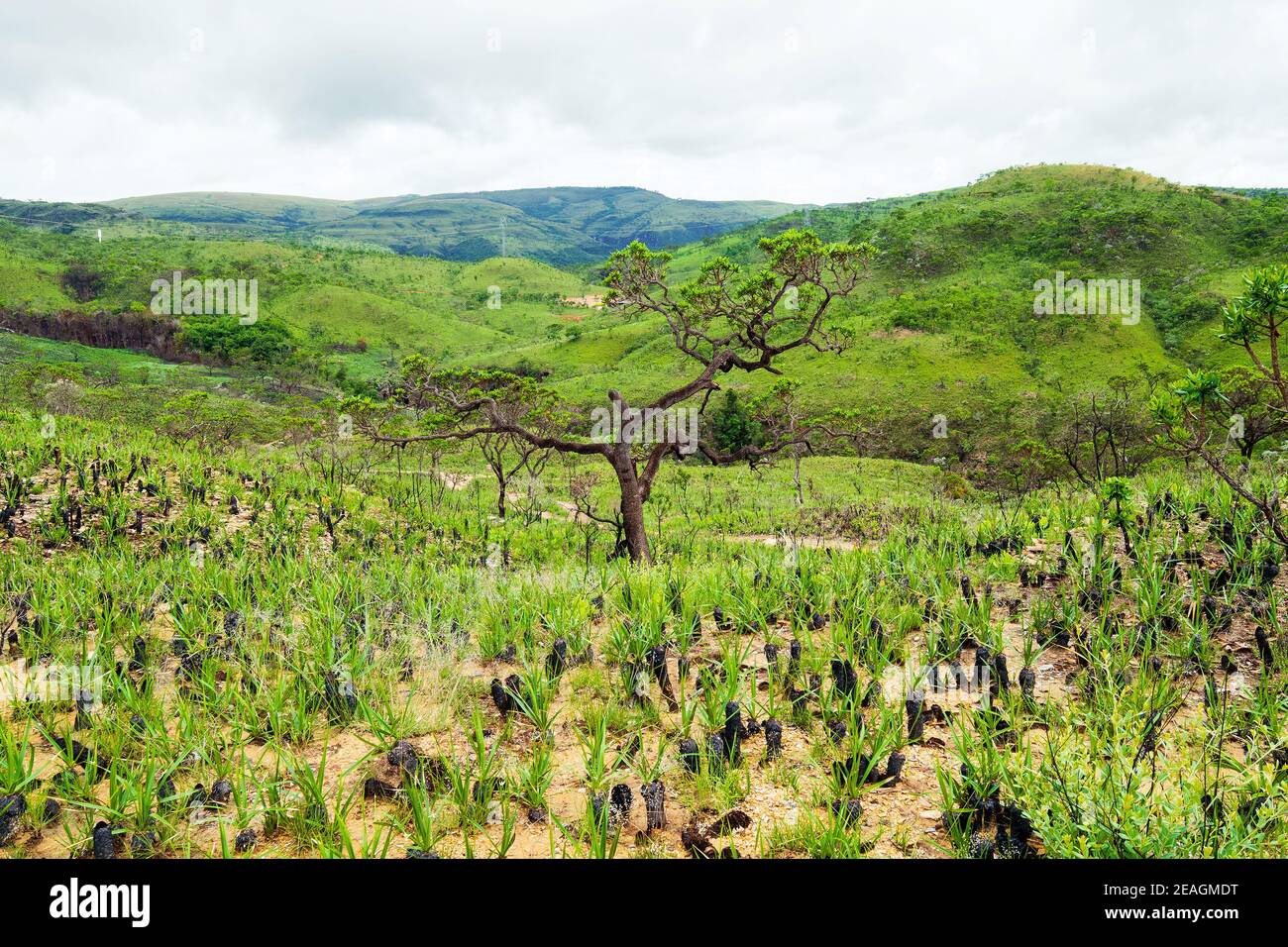 Vegetation of the Brazilian Cerrado on the hills of Capitólio, Minas Gerais state. Canela de Ema plants, native plant of Cerrado. Stock Photo