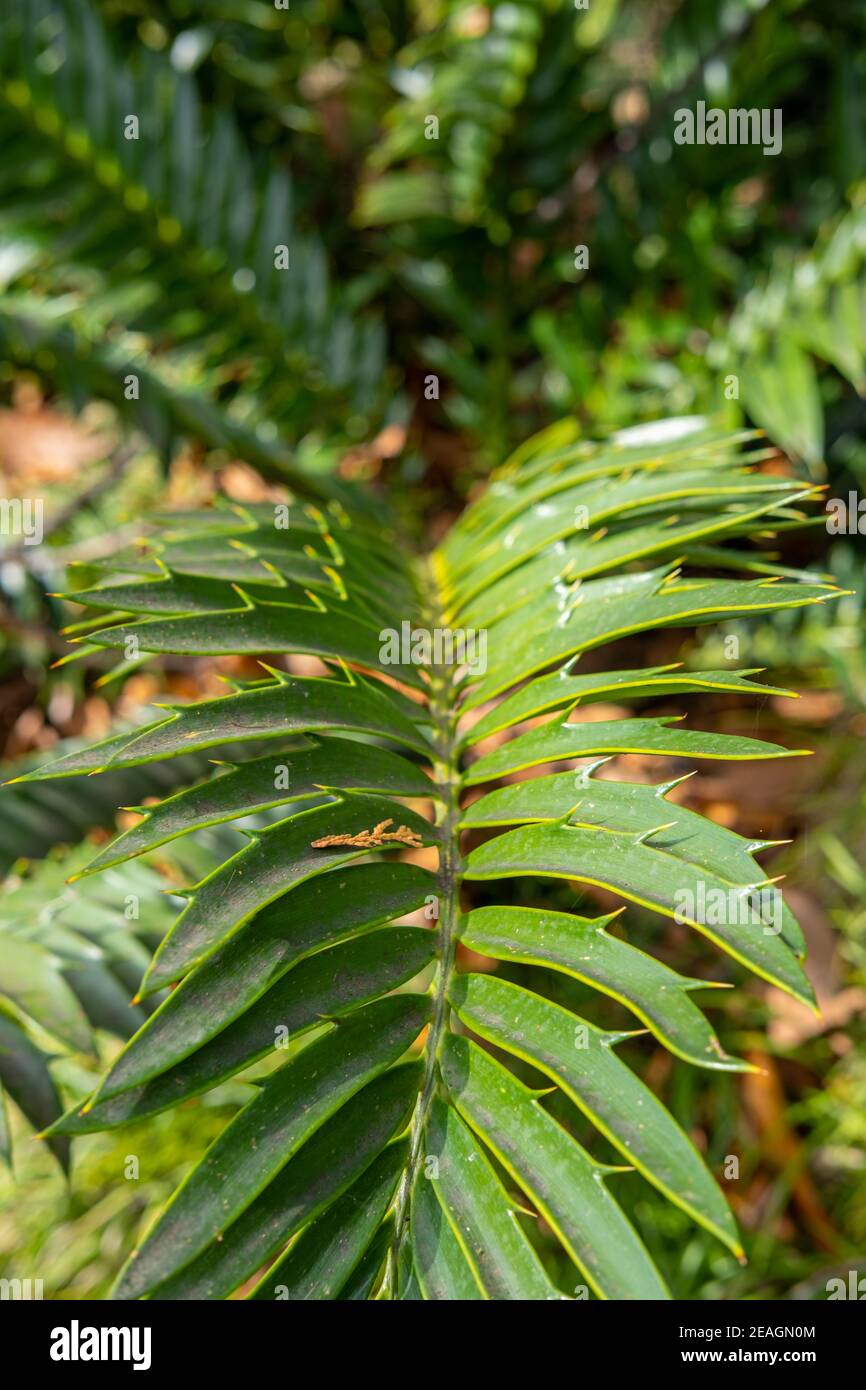 Close up of tropical leaves. Macro nature in the forest. Botanical garden in the middle of the city. Stock Photo