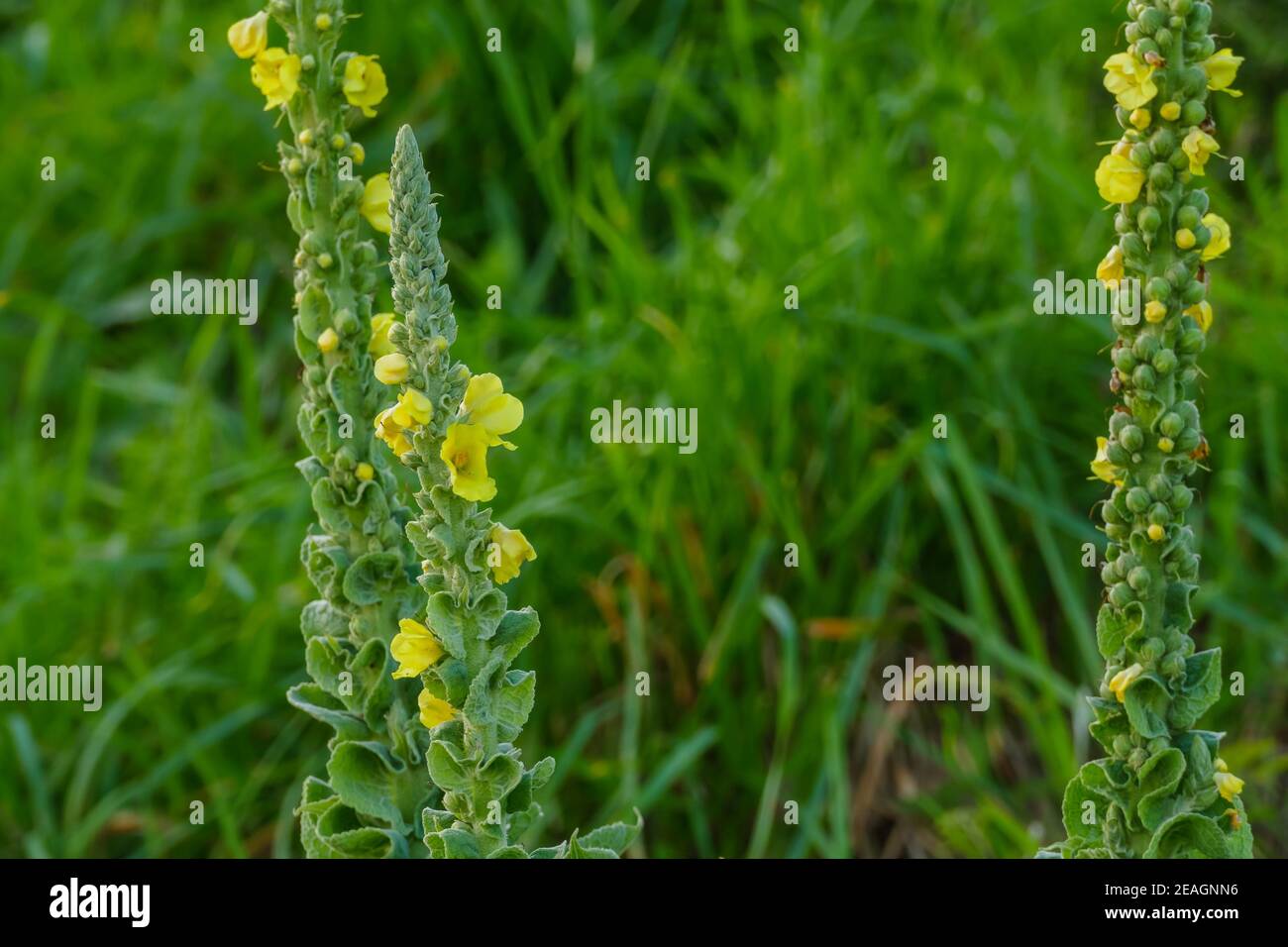 plants common mullein with flowers growing outdoors close up view Stock Photo