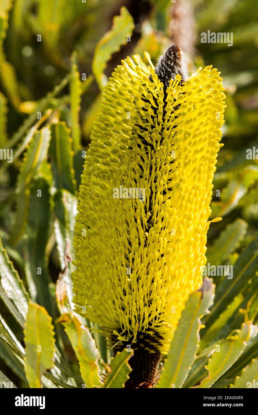 Close up of Banksia Attenuata flower, Tozers Bush Camp, Western Australia Stock Photo
