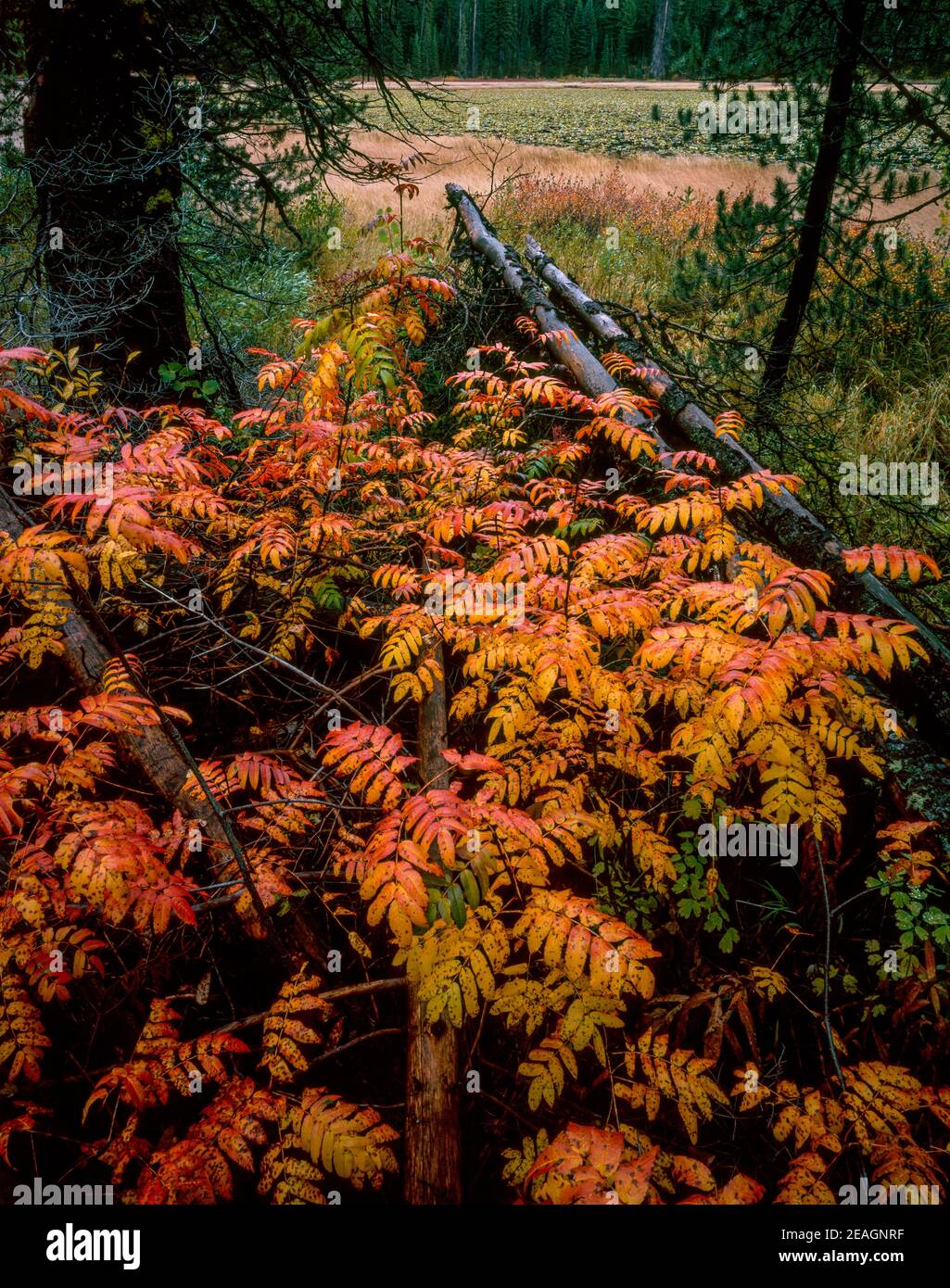 Sumac,  Anacardiaceae, Bechler Meadow, Yellowstone Natronal Park, Wyoming Stock Photo