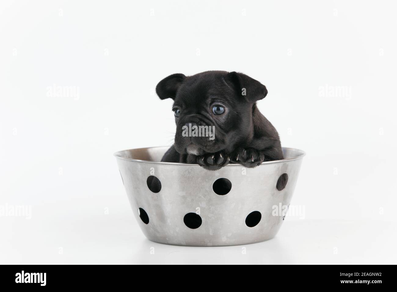 Closeup shot of a cute Boston Terrier puppy in a metal bowl with holes Stock Photo