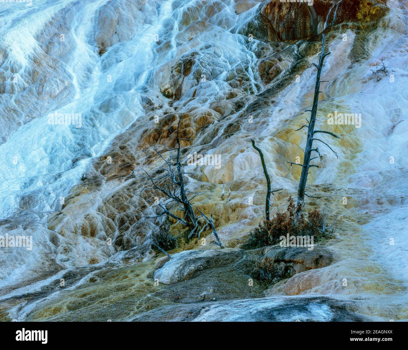 Palette Spring, Mammoth Hot Springs, Yellowstone Natronal Park, Wyoming Stock Photo